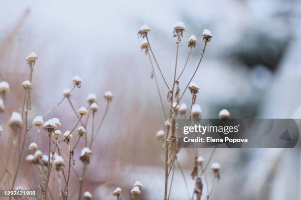 winter background with wilted flowers on blurred background - beige nature stock pictures, royalty-free photos & images