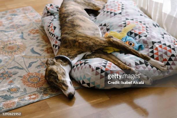 resting dog portrait at home - greyhounds imagens e fotografias de stock