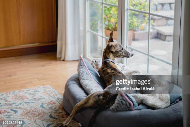 dog sitting on his bed looking through the window - greyhound fotografías e imágenes de stock