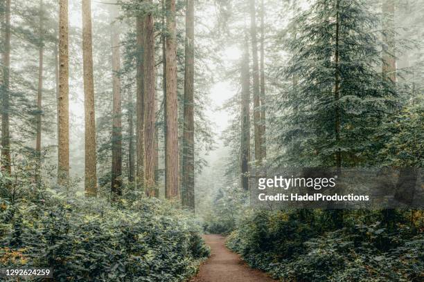 inverno nelle sequoie - foresta foto e immagini stock