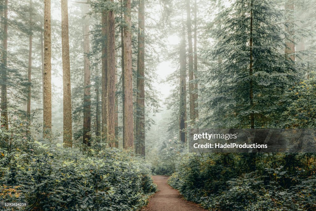 Winter in the Sequoias