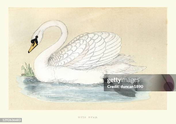 mute swan (cygnus olor), wildlife bird art print - swan stock illustrations