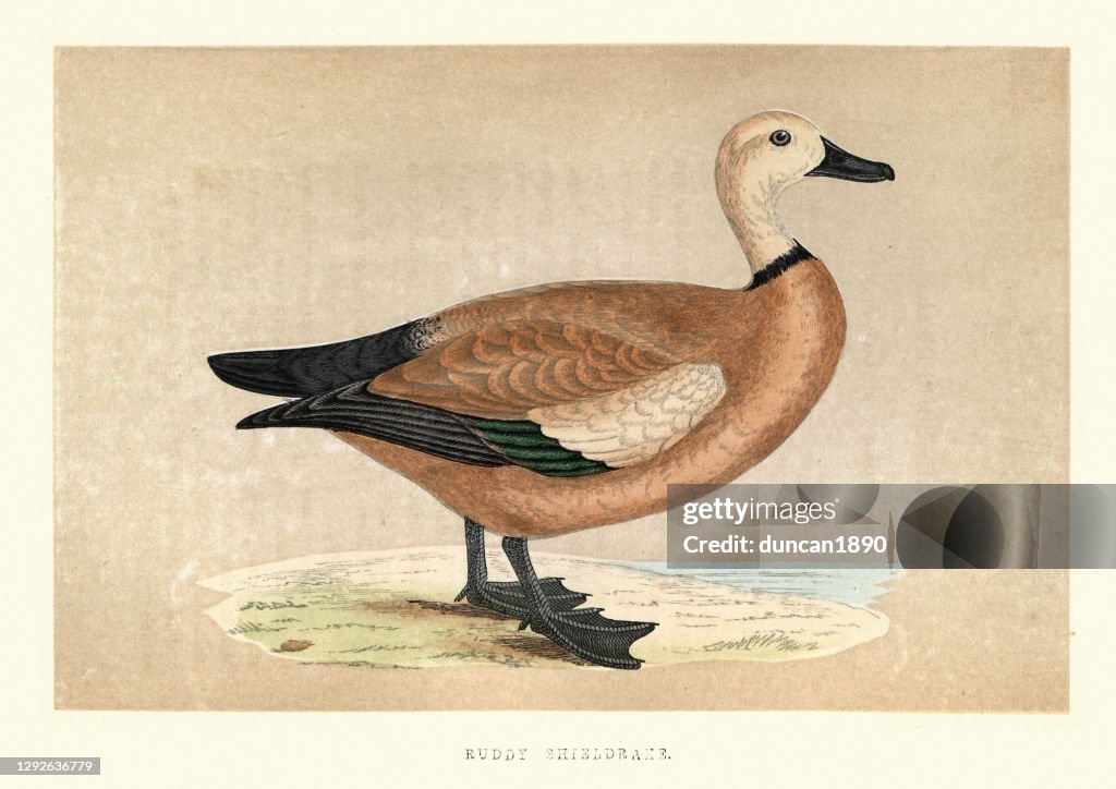 Ruddy shelduck, Tadorna ferruginea, Wildlife bird art print