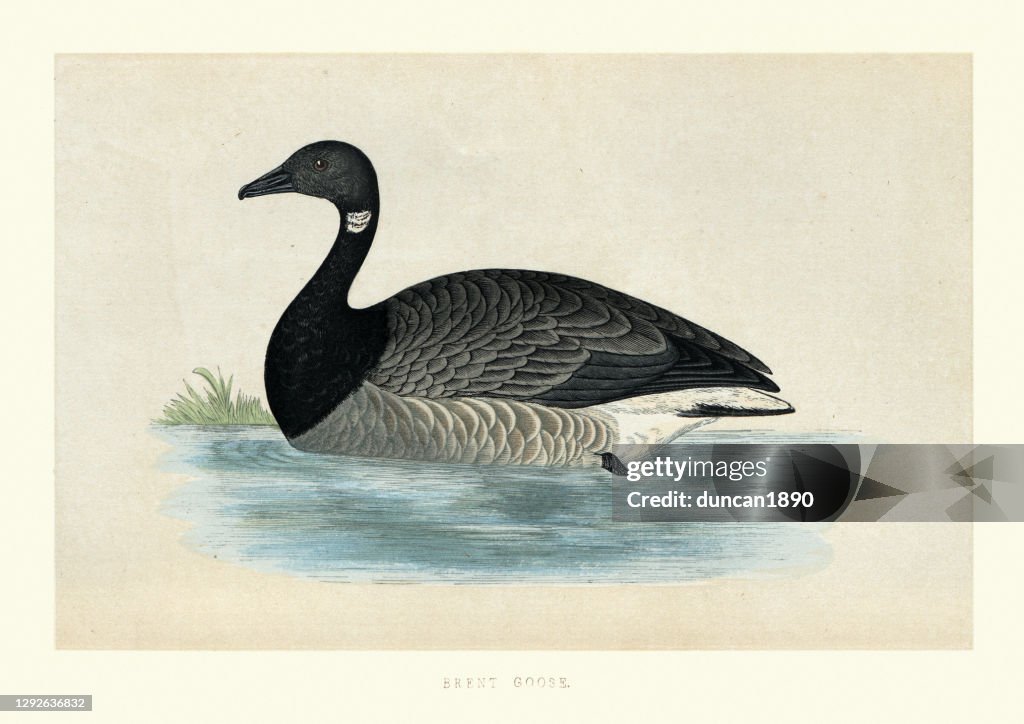 Brant Svg The Brant Or Brent Goose Wildlife Bird Art Print High-Res Vector ...