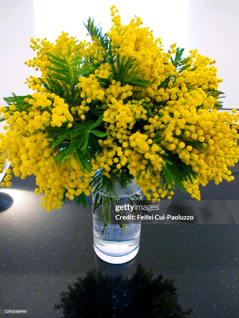 Acacia dealbata flower in a vase