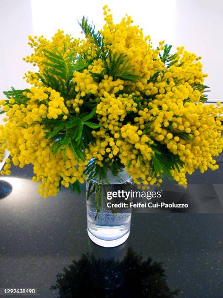 acacia dealbata flower in a vase - mimosa bildbanksfoton och bilder