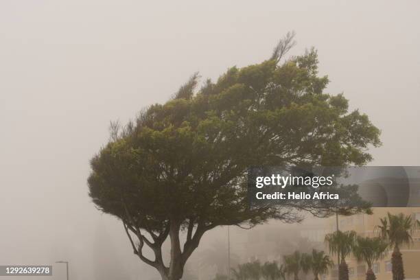 a beautiful tree showing signs of decades of withstanding onshore winds - harde wind stockfoto's en -beelden