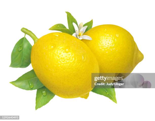 ilustrações, clipart, desenhos animados e ícones de par de limão - citrus fruit