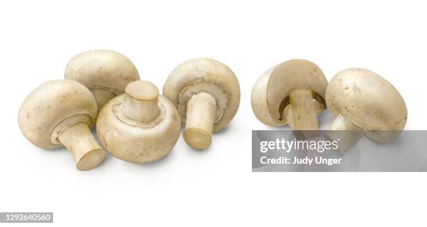 62点のホワイトマッシュルームイラスト素材 Getty Images 62点のホワイトマッシュルームイラスト素材 Getty Images