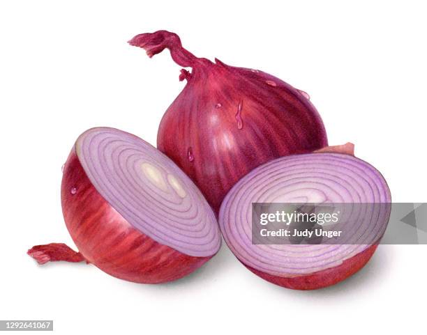onion purple medley - red onion stock illustrations