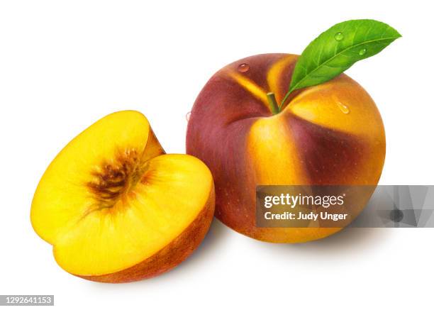 peach yellow & half leaning - succulent stock illustrations