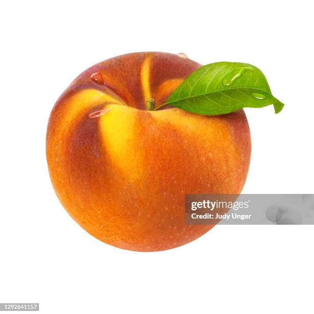 pfirsich gelb ganzes - realismus stock-grafiken, -clipart, -cartoons und -symbole