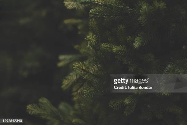 background of christmas tree branches. - evergreen texture stock pictures, royalty-free photos & images