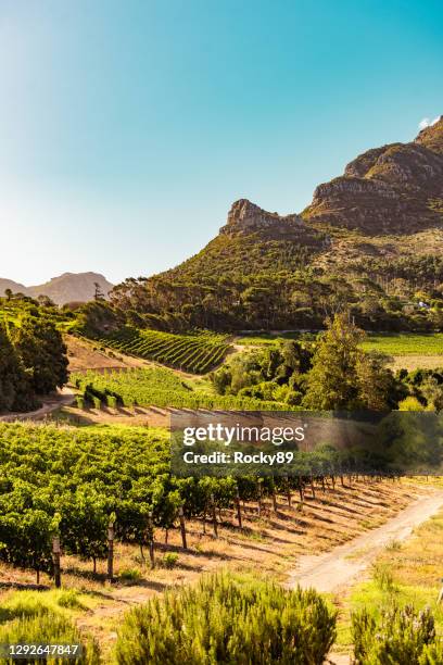 vineyards in constantia near cape town, south africa - table mountain cape town stock pictures, royalty-free photos & images