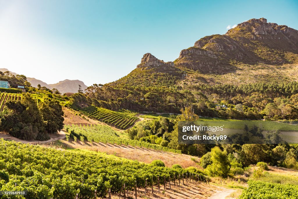 Viñedos en Constantia cerca de Ciudad del Cabo, Sud�áfrica