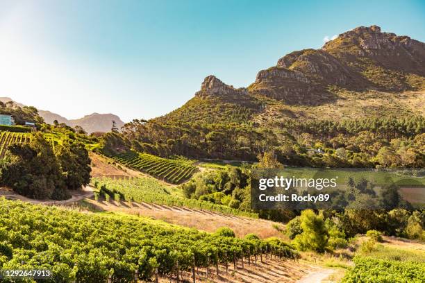 vineyards in constantia near cape town, south africa - south africa wine stock pictures, royalty-free photos & images