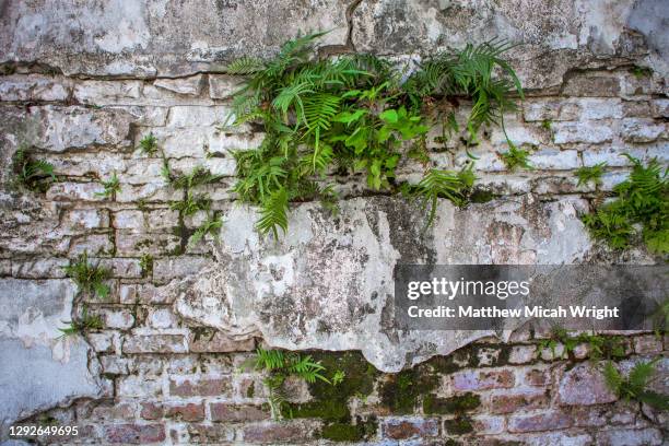 ancient brick walls of the lafayette cemetery in the garden district of new orleans. - garden district new orleans stock pictures, royalty-free photos & images