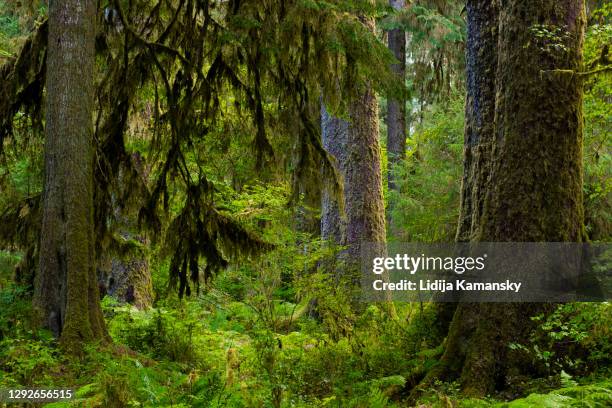 hoh rain forest - temperate forest stock pictures, royalty-free photos & images