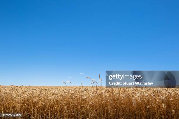 ripe wheat crop - campo de trigo fotografías e imágenes de stock