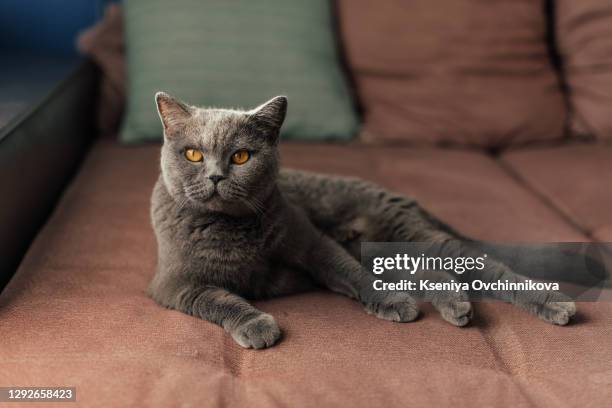 lazy british short hair cat sleeping on a couch in a flat in edinburgh, scotland, with her face squashed as she is fully relaxed - luxury hair stock-fotos und bilder