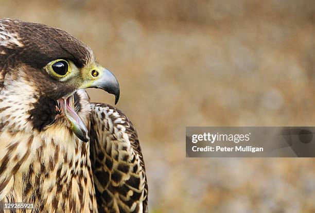 peregrine falcon screaming - peregrine falcon stock pictures, royalty-free photos & images
