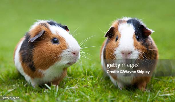 guinea pig - guinea pig stock pictures, royalty-free photos & images