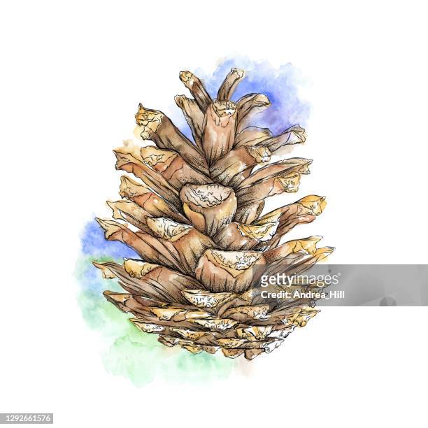 stockillustraties, clipart, cartoons en iconen met pine cone van een rode pijnboom in aquarel en inkt. vector eps10-illustratie - red pine