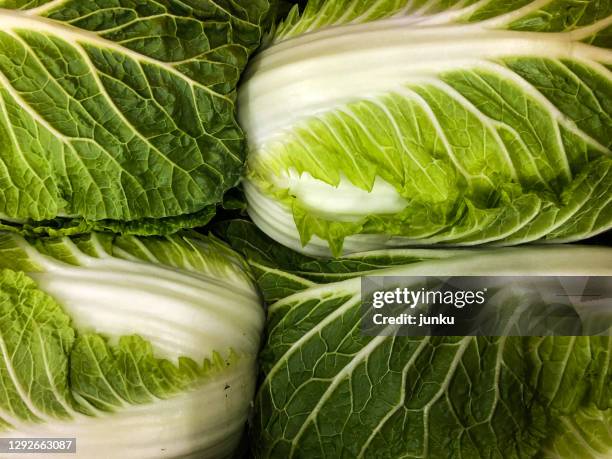 Cabbage Chinese cabbage-chinese