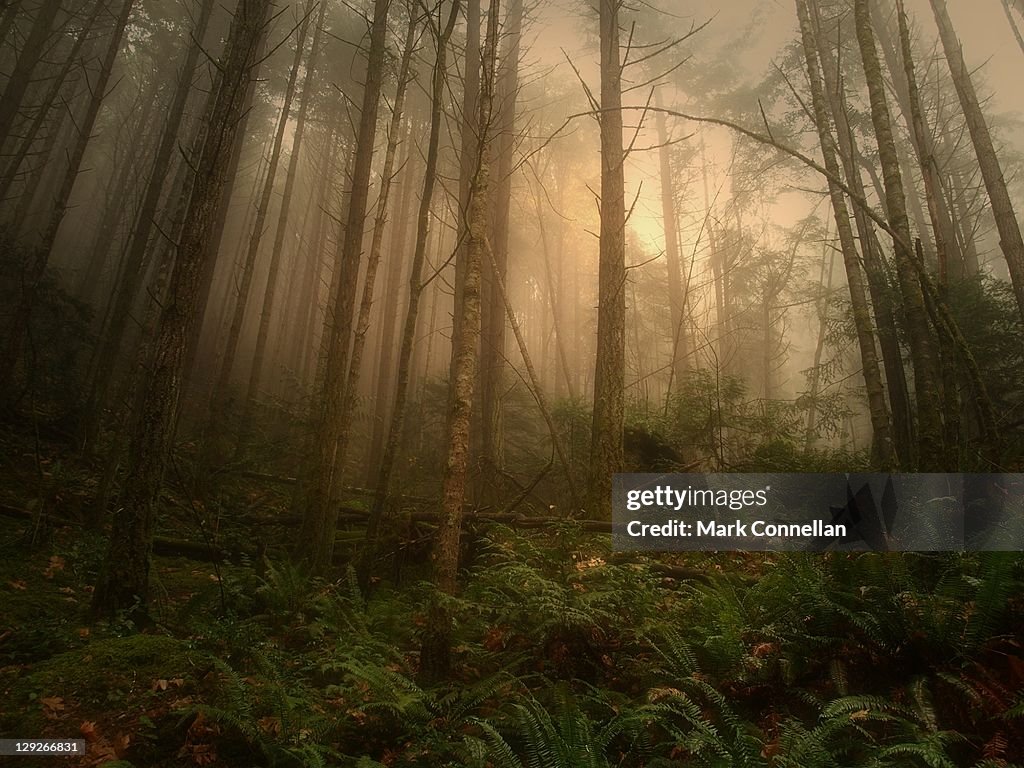 Mist in west coast rain forest