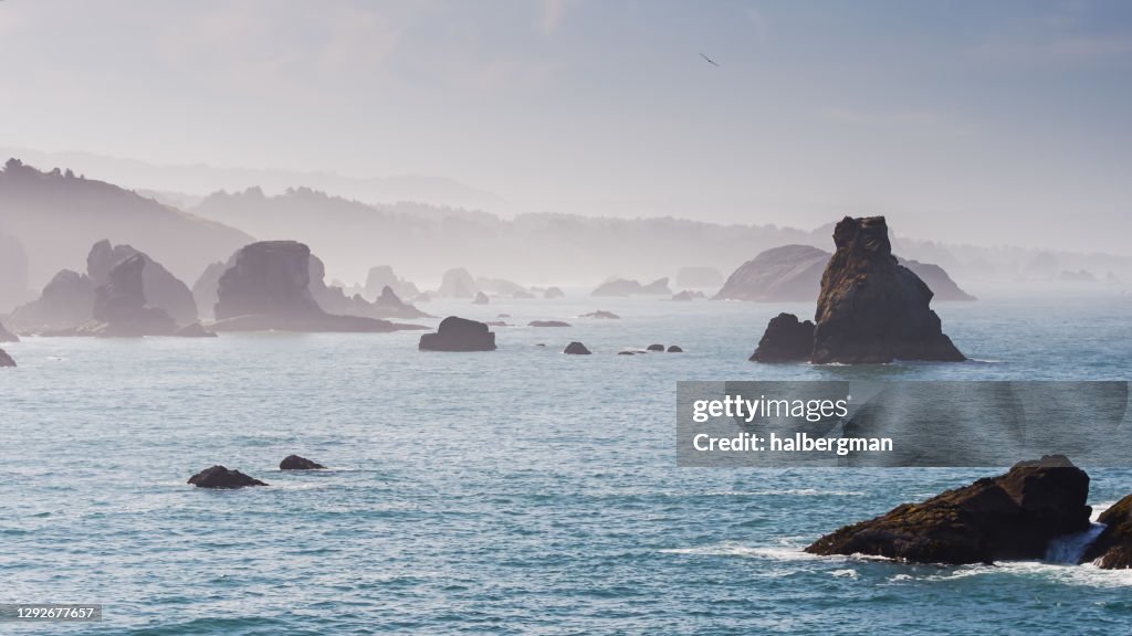 Lone Ranch Beach Bird Flying Over Sea Stacks Rising From The Waves At Lone Ranch Beach ...