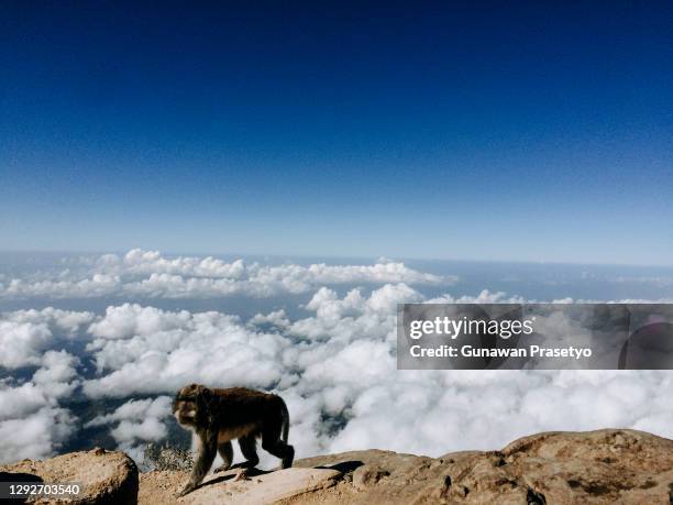 view of a monkey on the top of mount agung, bali - bali horse stock pictures, royalty-free photos & images