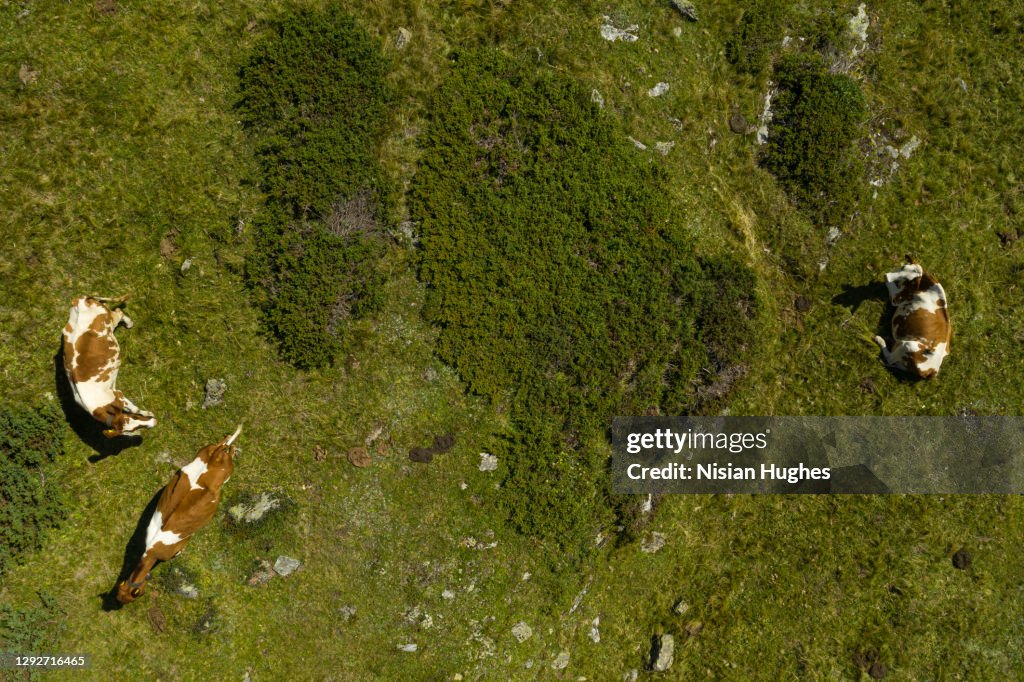 Aerial flying through valley looking directly down at cows in Switzerland