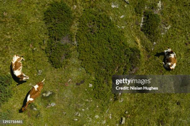 aerial flying through valley looking directly down at cows in switzerland - idyllic village stock pictures, royalty-free photos & images