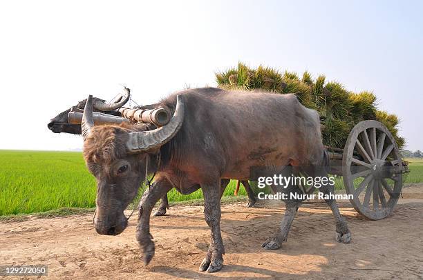 ancient cart - asian ox stockfoto's en -beelden