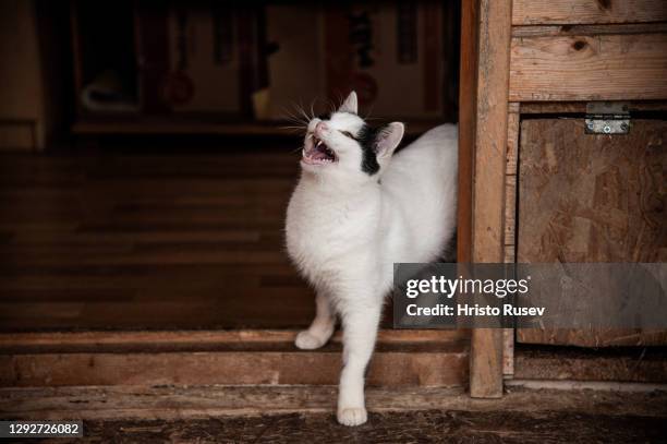 Cat meows as it stands inside a cat house for abandoned cats in the village of Kichevo on December 23, 2020 near Varna, Bulgaria. Didi, 54-years-old,...