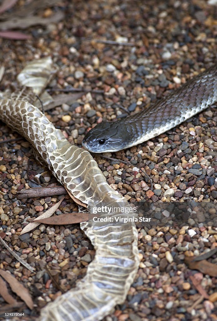 Deadly Australian tiger snake & shed skin