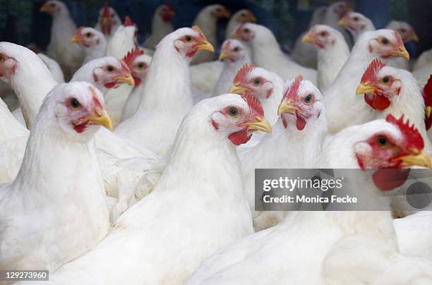 flock of white broiler chickens - gallina fotografías e imágenes de stock