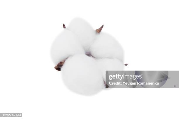 ripe cotton boll isolated on the white background - cotton stock pictures, royalty-free photos & images