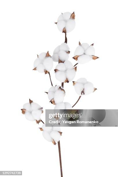 cotton branch isolated on the white background - planta de algodón fotografías e imágenes de stock