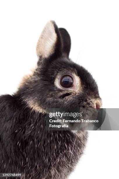 White Rabbit Profile Photos and Premium High Res Pictures - Getty Images