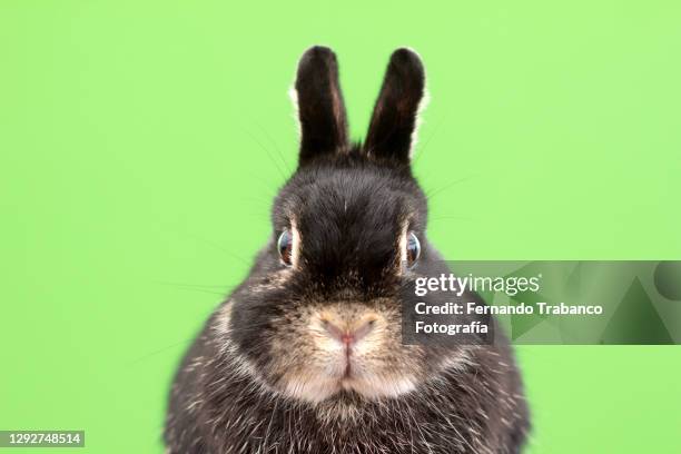 rabbit on green background - coniglio animale foto e immagini stock