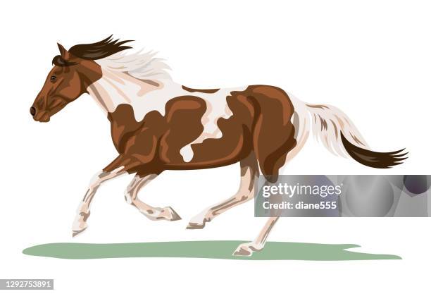 isoliertes pinto-pferd galloping - stute stock-grafiken, -clipart, -cartoons und -symbole