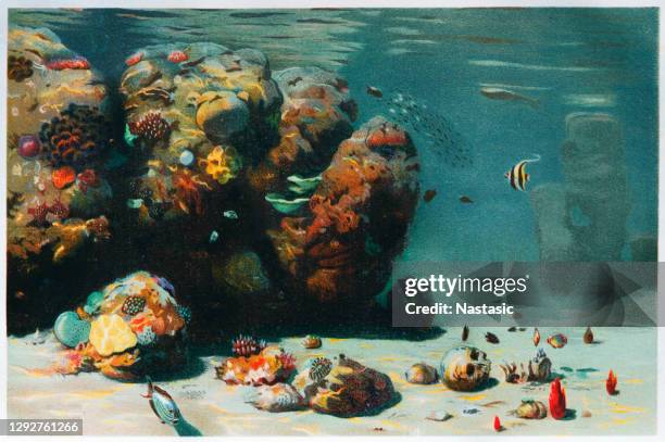 underwater sea - reef stock illustrations