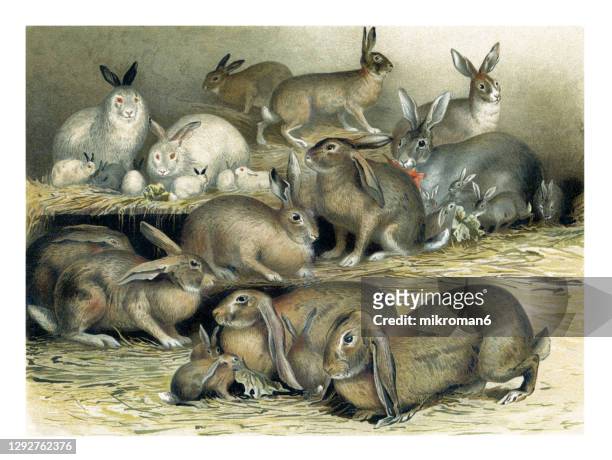 old engraved illustration of hares and rabbits - rabbit burrow stock pictures, royalty-free photos & images
