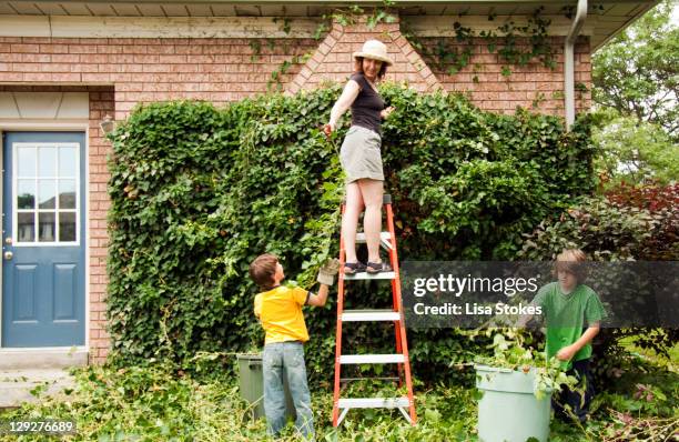 trimming ivy - english ivy stock pictures, royalty-free photos & images