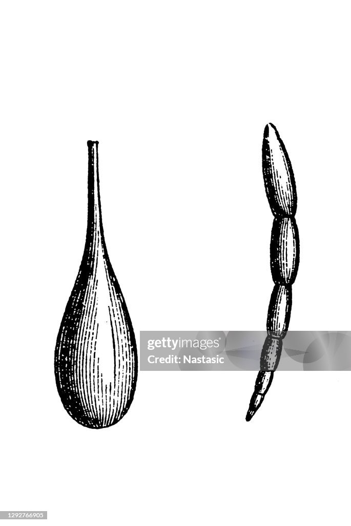 Lagena and Dentelina Foraminifera (Latin for "hole bearers"; informally called "forams") are single-celled organisms, members of a phylum or class of amoeboid protists, commonly an external shell of diverse forms and materials