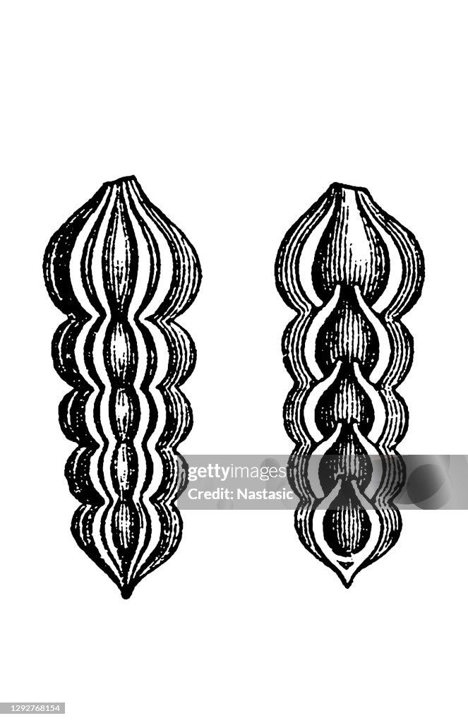 Nodosaria Foraminifera (Latin for "hole bearers"; informally called "forams") are single-celled organisms, members of a phylum or class of amoeboid protists, commonly an external shell of diverse forms and materials