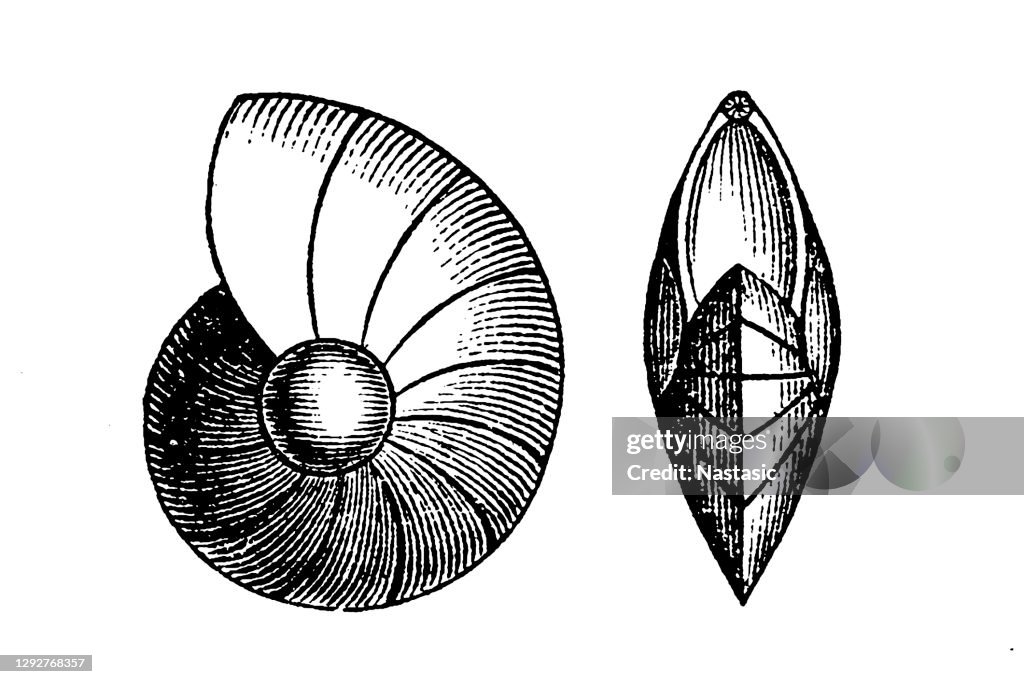 Cristellaria Foraminifera (Latin for "hole bearers"; informally called "forams") are single-celled organisms, members of a phylum or class of amoeboid protists, commonly an external shell of diverse forms and materials