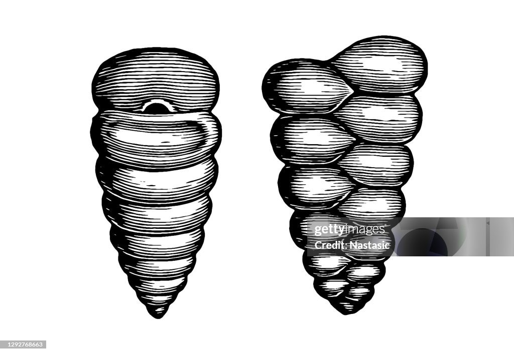 Textularia Foraminifera (Latin for "hole bearers"; informally called "forams") are single-celled organisms, members of a phylum or class of amoeboid protists, commonly an external shell of diverse forms and materials