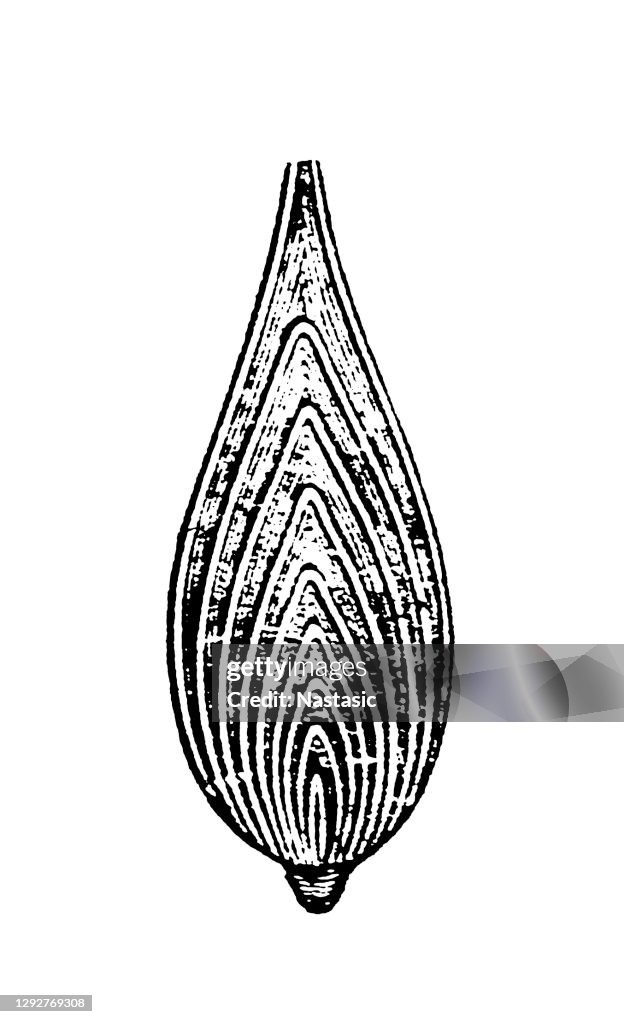 Frondicularia Foraminifera (Latin for "hole bearers"; informally called "forams") are single-celled organisms, members of a phylum or class of amoeboid protists, commonly an external shell of diverse forms and materials